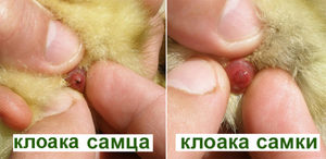Как определить пол цыплёнка