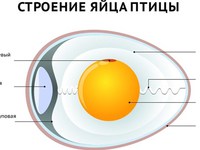  Яйца кур- строение