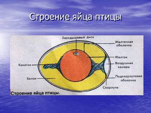 Описание и характеристика строения яйца птицы