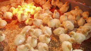 Суточные индюшата на подстилке