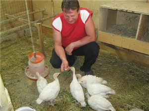 Выращивание индюков в домашних условиях Индюшки принимают пищу