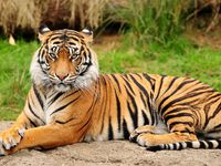 Амурский тигр - самый большой дикий кот