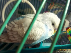 Болезни волнистых попугаев и их лечение