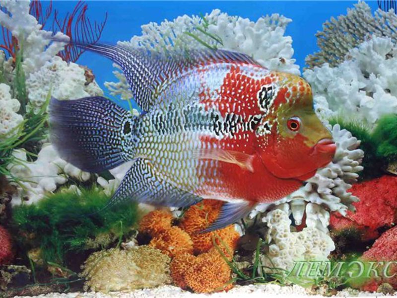 Самые красивые аквариумные рыбки Красивые аквариумные рыбки