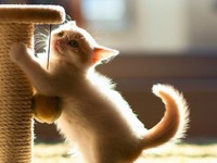 Маленький котенок точит коготки