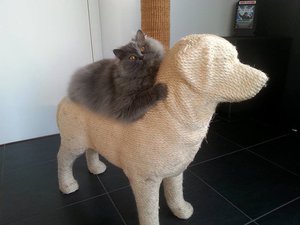 Кот лежит на своей когтеточке