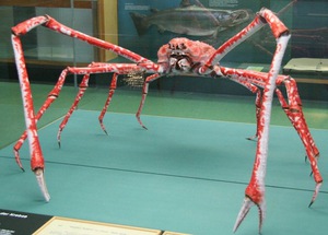 Сколько лап у крабов