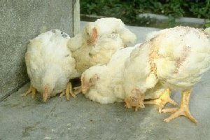 Как лечить болезнь ньюкасла
