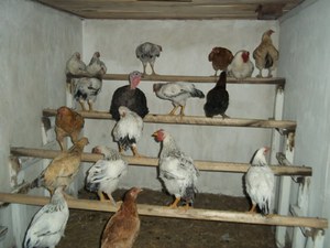 Насест своими руками