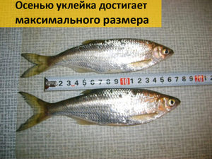 Как ловить уклейку