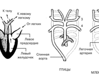 Как устроено сердце птиц