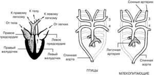 Как устроено сердце птиц