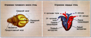 Как устроены мозг и сердце птицы