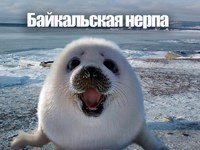 Описание животного нерпа