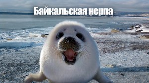 Описание животного нерпа