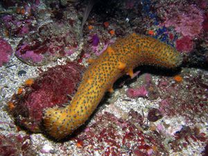Голотурии- морские кубышки- морские огурцы (Holothuroidea)