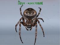 Описание паука крестовика