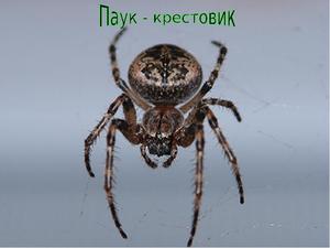Описание паука крестовика
