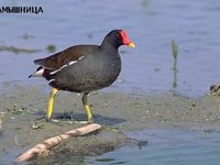 Водяная курица камышница