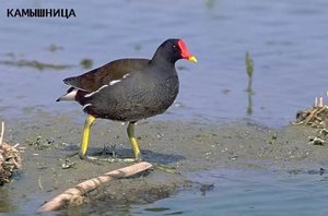 Водяная курица камышница