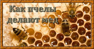 Пчелиный мед – как получается лакомство