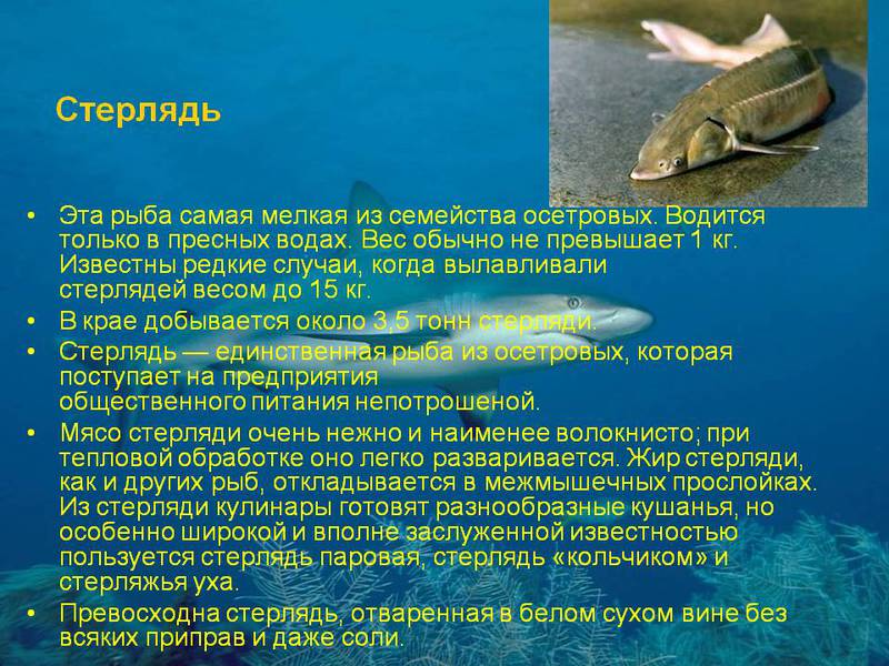 Рыба для пруда разведение Стерляди Чем питается и как разводить рыбу Стерлядь