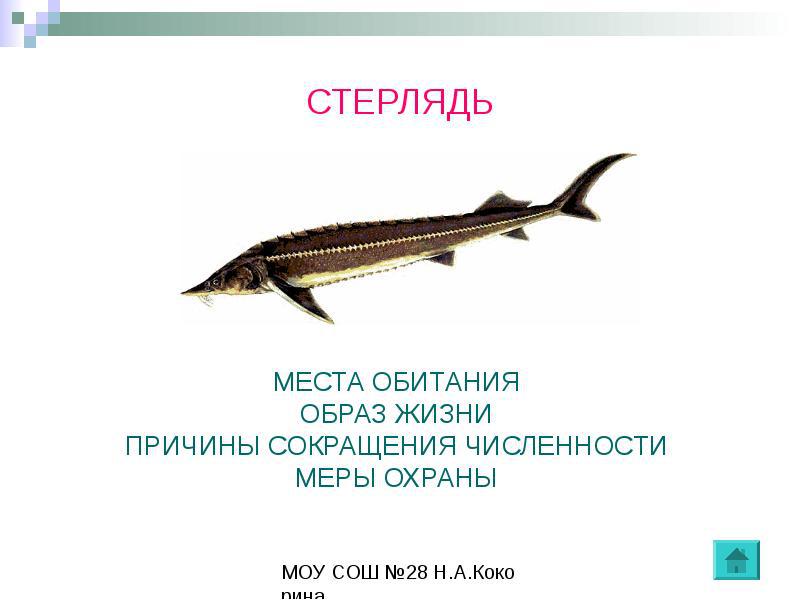 СТЕРЛЯДЬ Стерлядь- осетровые рыбы
