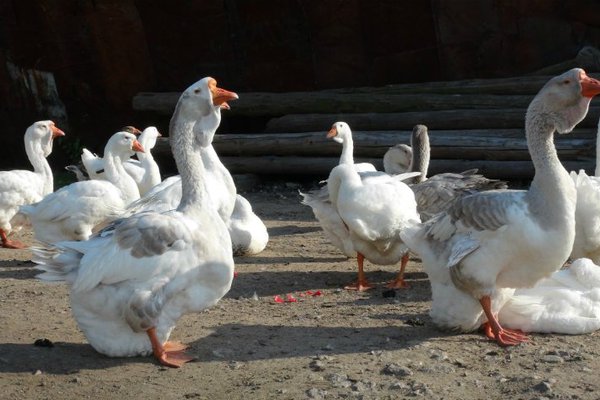 Холмогорские гуси – особенности породы