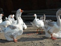 Холмогорские гуси – особенности породы