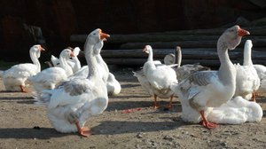 Холмогорские гуси – особенности породы