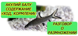 Акулий балу - аквариумная рыбка