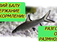Акулий балу - аквариумная рыбка