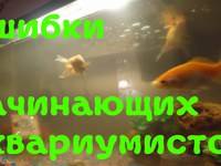 Как надо ухаживать за аквариумом