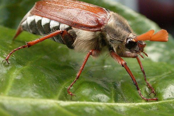 Живая и жужащая игрушка