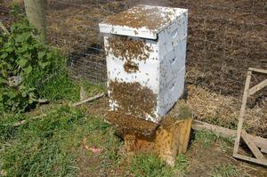 Отлов роения пчел
