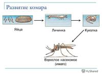 Личинка комара