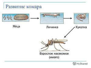 Личинка комара