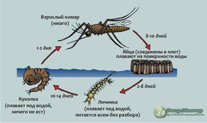 Личинки комаров