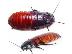 Разновидности  мадагаскарских шипящих тараканов