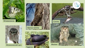 Список животных под угрозой на сегодняшний день