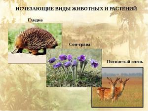 Животные под угрозов вымирания