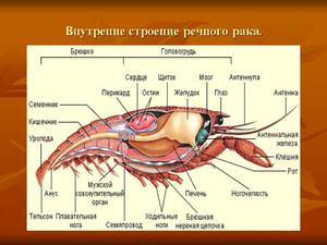 Особенности 