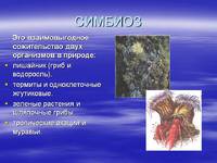 Симбиоз в животном мире