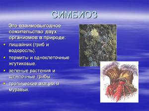 Симбиоз в животном мире