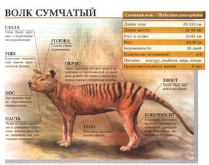 Где обитает сумчатый волк