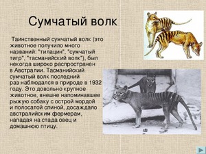 Сумчатый вол в природе