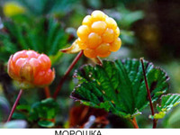 Морошка