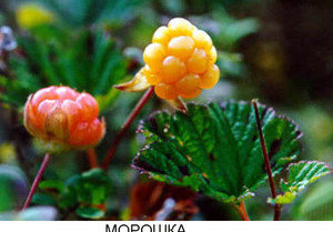 Морошка