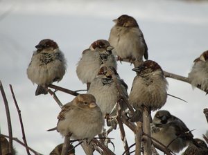 Сколько живут воробьи