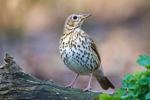 Дрозд певчий (Turdus philomelos)